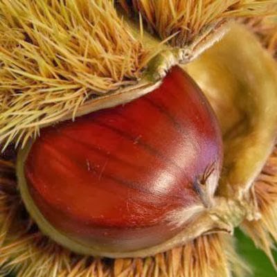 Ingredienti in tavola durante la stagione autunnale: come usarli?
