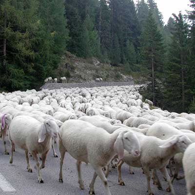 L'effetto gregge colpisce ancora. Questa volta in positivo!